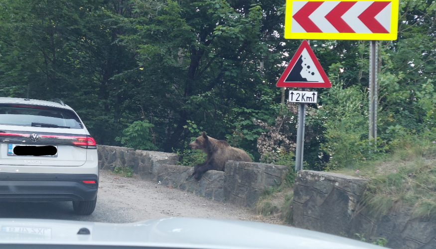 A bear stands on the side of the road next to a car driving by.