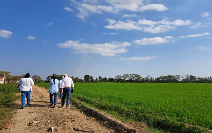 4 people from the back walking on a road in next to a rice field.