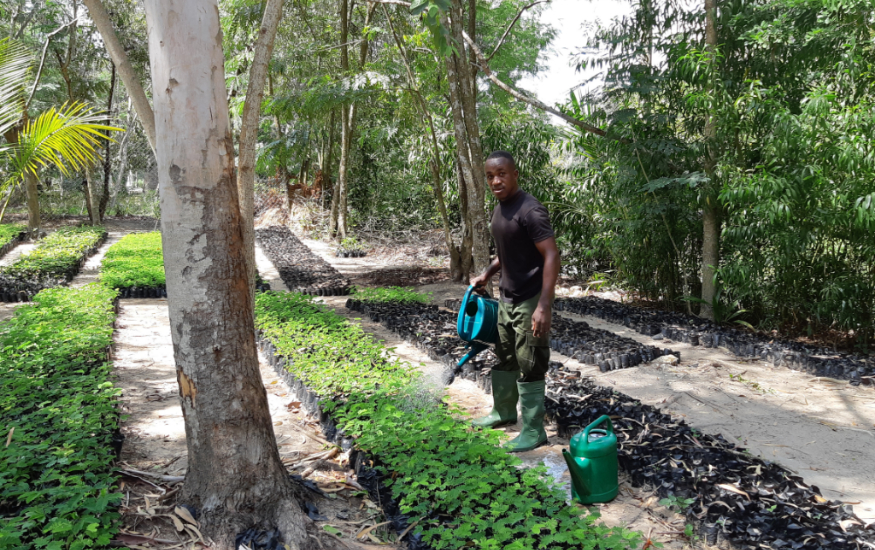 A man is watering the small trees at a tree nursery