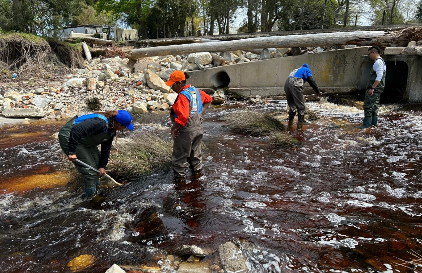 4 people are standing in the water, taking samples.