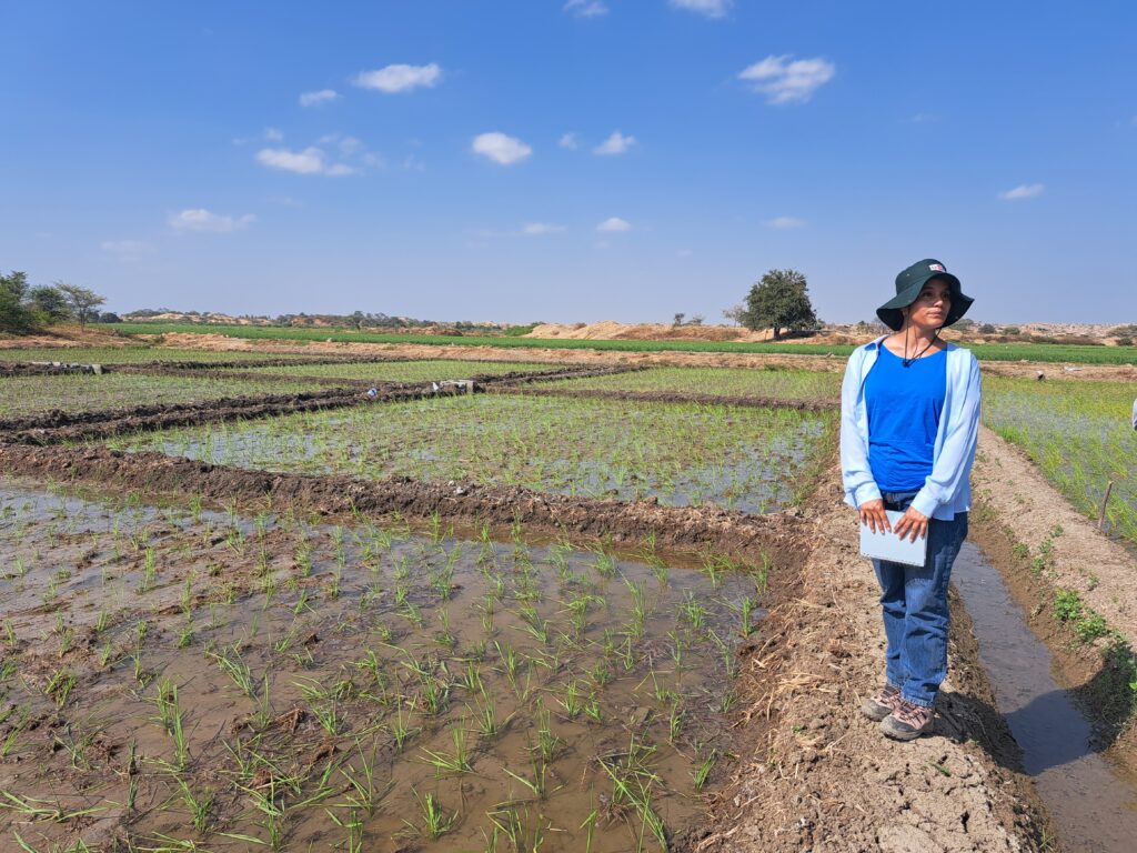 piura peru rice
