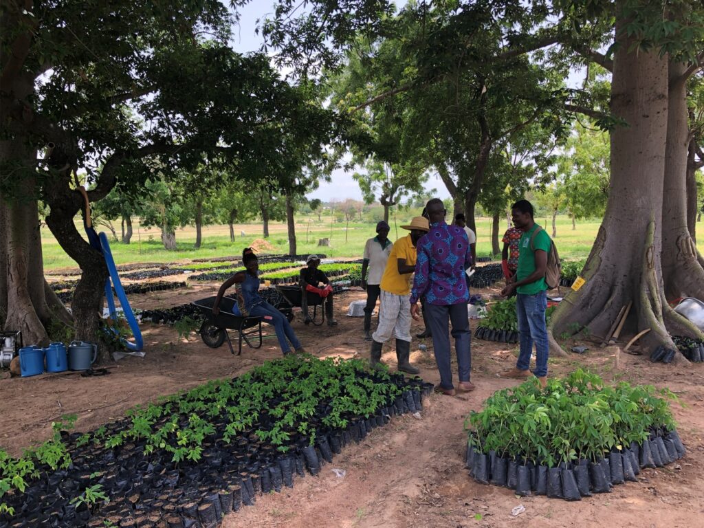 trees ready for planting reforestation white volta