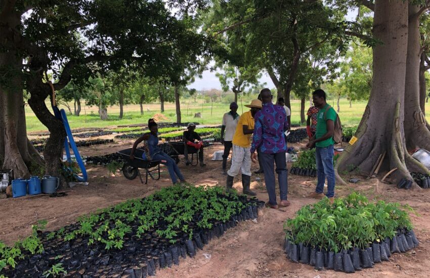 trees ready for  planting reforestation white volta