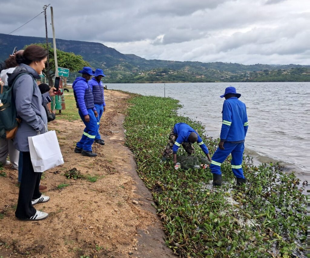 Water experts on a visit to Inanda Dam, looking at the invasive water hyacinth growth